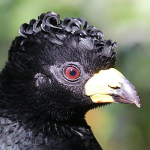 Black curassow