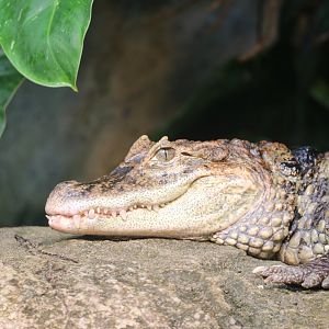 Broad-snouted caiman