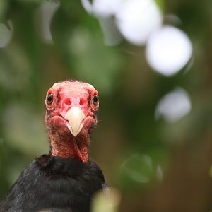 Turkey vulture