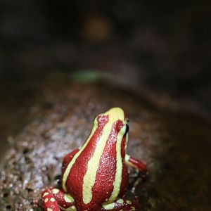 Anthony's poison arrow frog