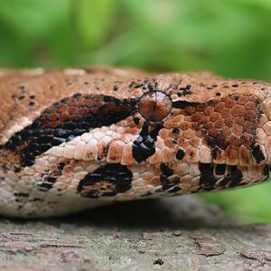 Boa constrictor