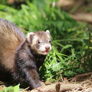 European polecat