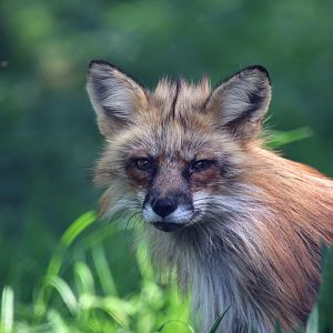 Red fox