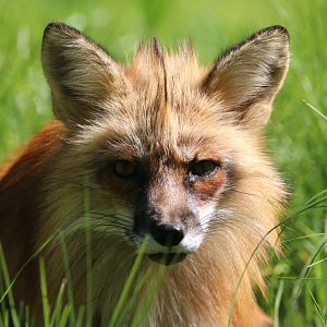 Red fox