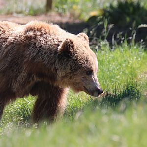 Eurasian brown bear