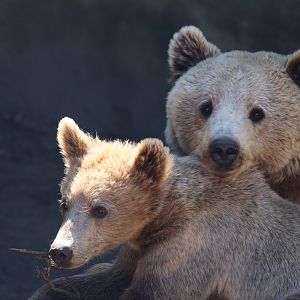 Eurasian brown bear