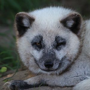 Arctic fox