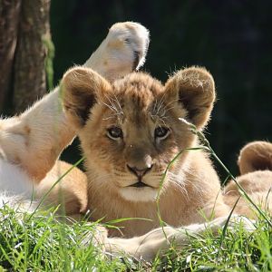 African lion cub