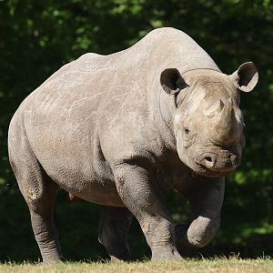 Black Rhino