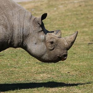 Black Rhino