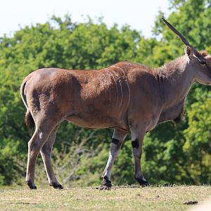 Common eland