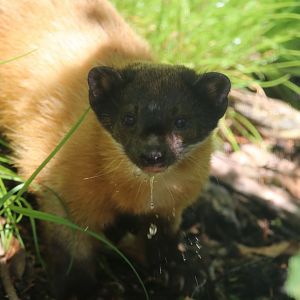 Yellow-throated marten
