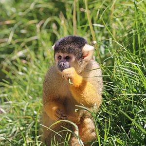 Squirrel monkey