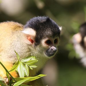Squirrel monkey