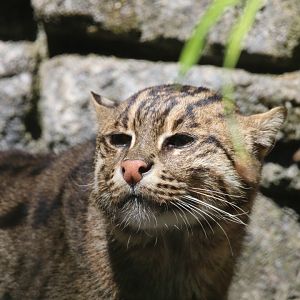 Fishing cat