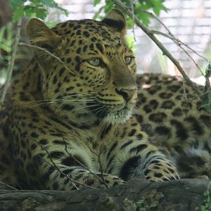North Chinese leopard