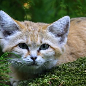 Sand cat