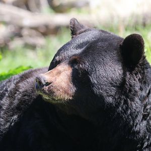 American black bear