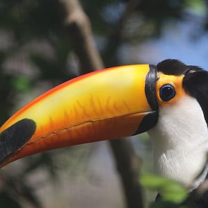 Toco toucan