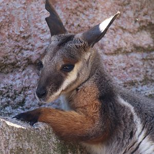 Yellow-footed rock-wallaby