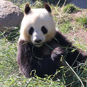 Giant panda
