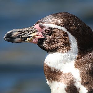Humboldt penguin
