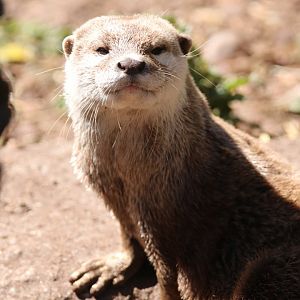 Asian small-clawed otter