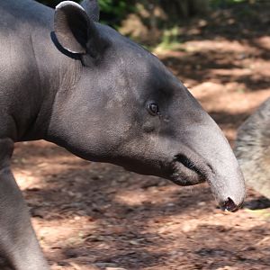 Malayan tapir