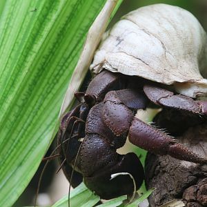 Hermit crab