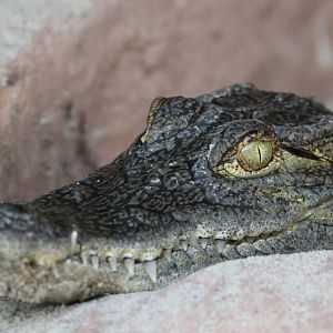 African slender-snouted crocodile
