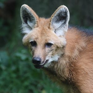 Maned wolf