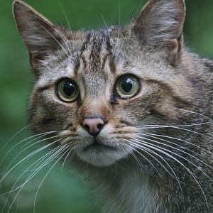 European wildcat