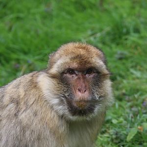 Barbary macaque