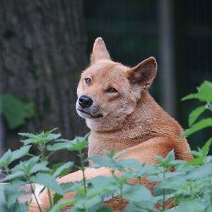 Dingo