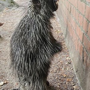 North American porcupine
