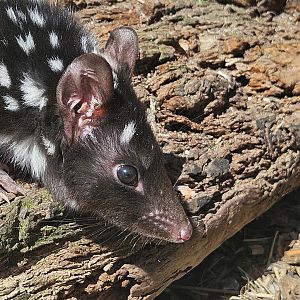 Quoll