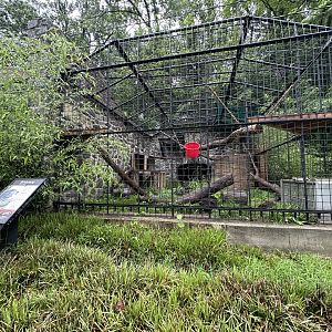 May 2025 - Binturong Enclosure