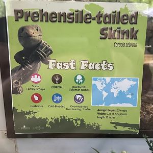 May 2025 - Reptiles of Australasia - Skink Signage