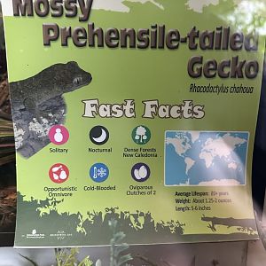 May 2025 - Reptiles of Australasia - Gecko Signage