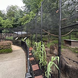 May 2025 - South American Aviary