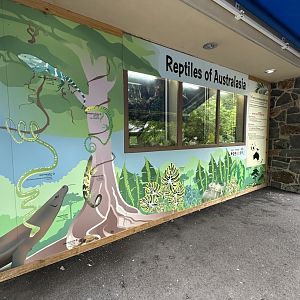 May 2025 - Reptiles of Australasia (all of it)