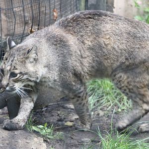 Bobcat (Lynx rufus)