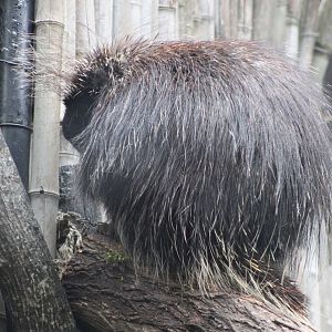 North American Porcupine (Erethizon dorsatum)