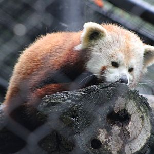 Nepalese Red Panda (A. f. fulgens)