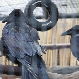 Common Ravens (Corvus corax)