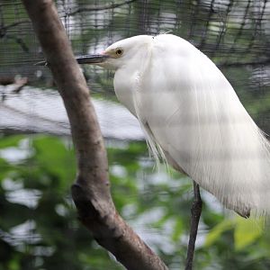 Snowy Egret (Egretta thula)