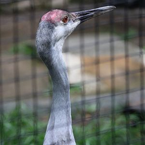 Sandhill Crane Portrait (Antigone canadensis ssp.)