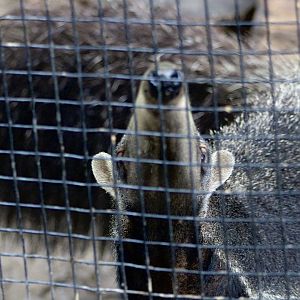 Giant Anteater (Myrmecophaga tridactyla)