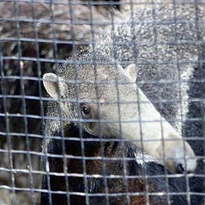 Giant Anteater (Myrmecophaga tridactyla)