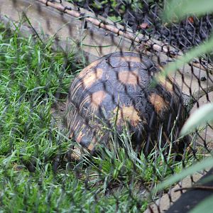 Radiated Tortoise (Astrochelys radiata)